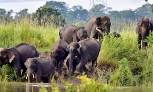Madhya Pradesh High Court Directs Authorities To Report On Rehabilitation Status Of Elephants At Bandhavgarh Tiger Reserve