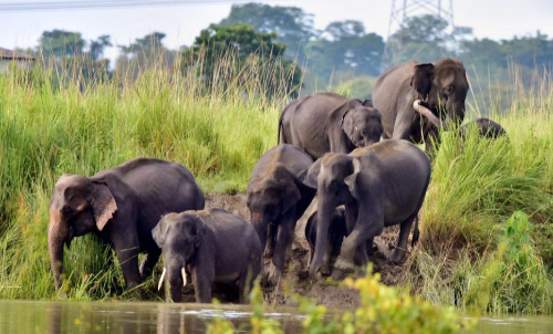 Shivalik Elephant Reserve: Uttarakhand High Court Stays Denotification Of The Only Elephant Reserve Of State