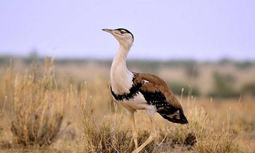 What Steps Are Being Taken To Protect Great Indian Bustard? Karnataka High Court Asks State Govt