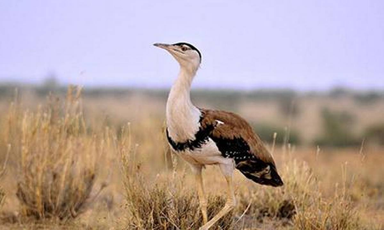 After Karnataka High Court Rap, State Govt Reconstitutes Expert Committee For Great Indian Bustard After Karnataka High Court Rap, State Govt Reconstitutes Expert Committee For Great Indian Bustard