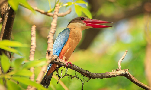 Calcutta HC Prohibits Hunting, Selling, Buying Or Exchanging Of Birds Either As Part Of Sale Of Domestic Animals Or Otherwise