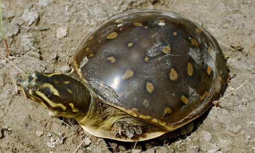 Wild Life Act: Supreme Court Upholds Quashing Of Criminal Proceedings Against Man For Possessing Indian Flap Shell Turtle Wild Life Act: Supreme Court Upholds Quashing Of Criminal Proceedings Against Man For Possessing Indian Flap Shell Turtle