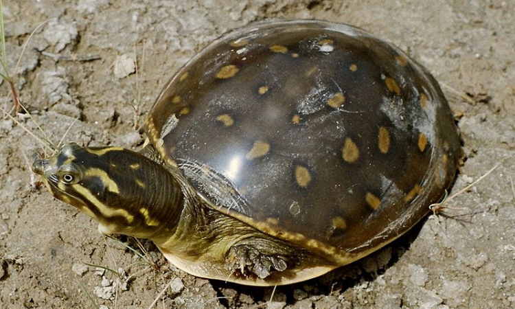 Wild Life Act: Supreme Court Upholds Quashing Of Criminal Proceedings Against Man For Possessing Indian Flap Shell Turtle Wild Life Act: Supreme Court Upholds Quashing Of Criminal Proceedings Against Man For Possessing Indian Flap Shell Turtle