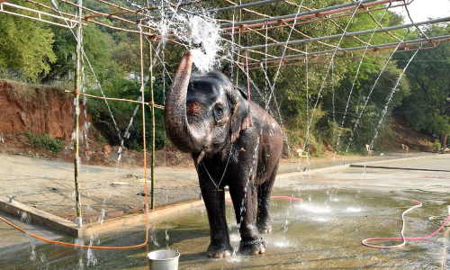 Taking Note Of Elephants Emotional Bonding With Caretaker For 20 Years, Madras High Court Stops Department From Taking Its Custody