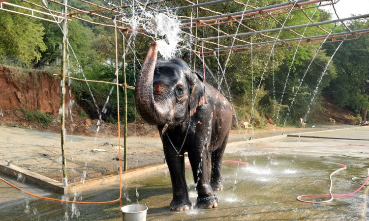 Taking Note Of Elephants Emotional Bonding With Caretaker For 20 Years, Madras High Court Stops Department From Taking Its Custody Taking Note Of Elephants Emotional Bonding With Caretaker For 20 Years, Madras High Court Stops Department From Taking Its Custody