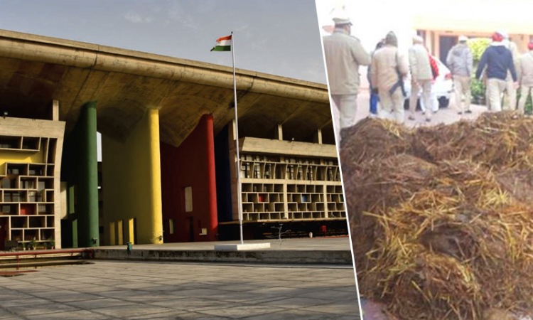 Cow Dung Dumping At BJP Leaders House Allegedly For Not Supporting Farmers Protest: P&H HC Orders Protection Cow Dung Dumping At BJP Leaders House Allegedly For Not Supporting Farmers Protest: P&H HC Orders Protection