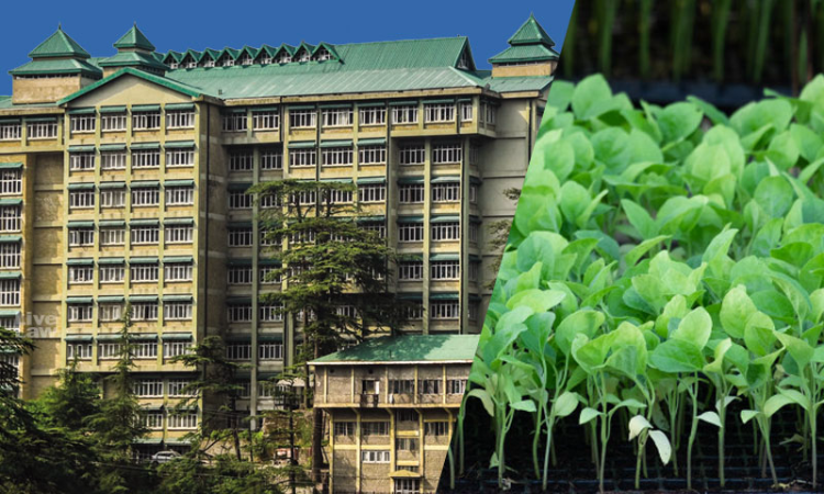 When Forest Is Harmed The Primary Objective Is To Restore Forest: Himachal Pradesh High Court Directs Man To Plant 200 Tree Saplings When Forest Is Harmed The Primary Objective Is To Restore Forest: Himachal Pradesh High Court Directs Man To Plant 200 Tree Saplings
