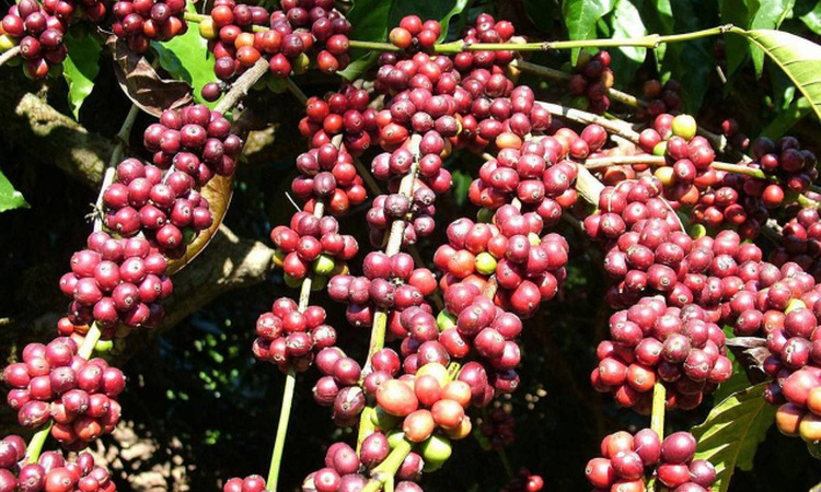 SARFAESI Act Applicable To Coffee Plantations In State Of Karnataka : Karnataka High Court SARFAESI Act Applicable To Coffee Plantations In State Of Karnataka : Karnataka High Court