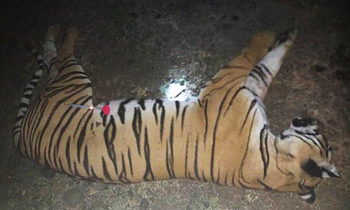 Killing Of Tigress Avni :Supreme Court Issues Contempt Notice To Maharashtra Officials For Rewarding Shooters