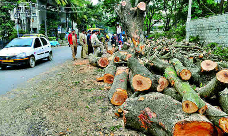 We Want Govt To Explore Alternatives Before Cutting Trees :Supreme Court Mulls Guidelines For Highway Projects We Want Govt To Explore Alternatives Before Cutting Trees :Supreme Court Mulls Guidelines For Highway Projects