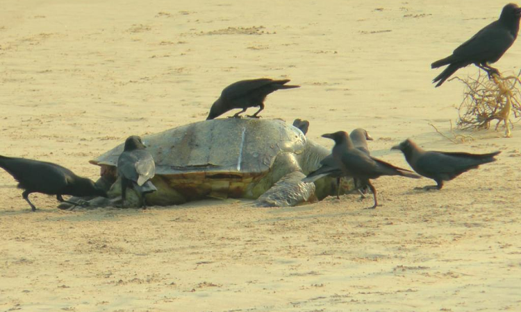 Death Of 800 Olive Ridley Sea Turtles: Orissa High Court Constitutes Panel To Study The Cause Of Deaths, Give Suggestions For Their Protection