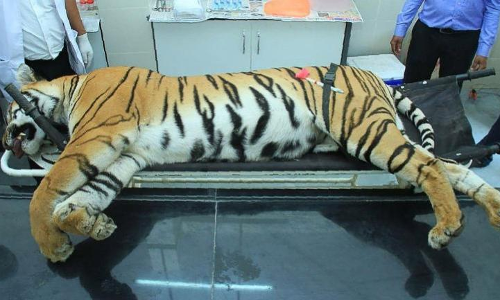 Supreme Court Dismisses Contempt Plea Filed Over Killing Of Tigress Avni