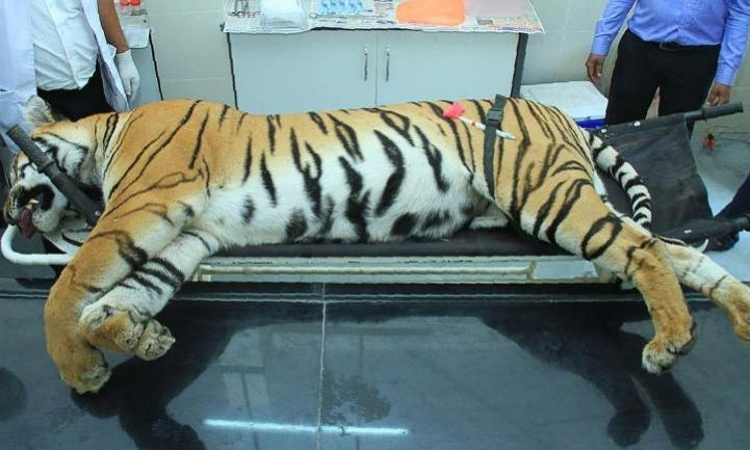 Supreme Court Dismisses Contempt Plea Filed Over Killing Of Tigress Avni Supreme Court Dismisses Contempt Plea Filed Over Killing Of Tigress Avni