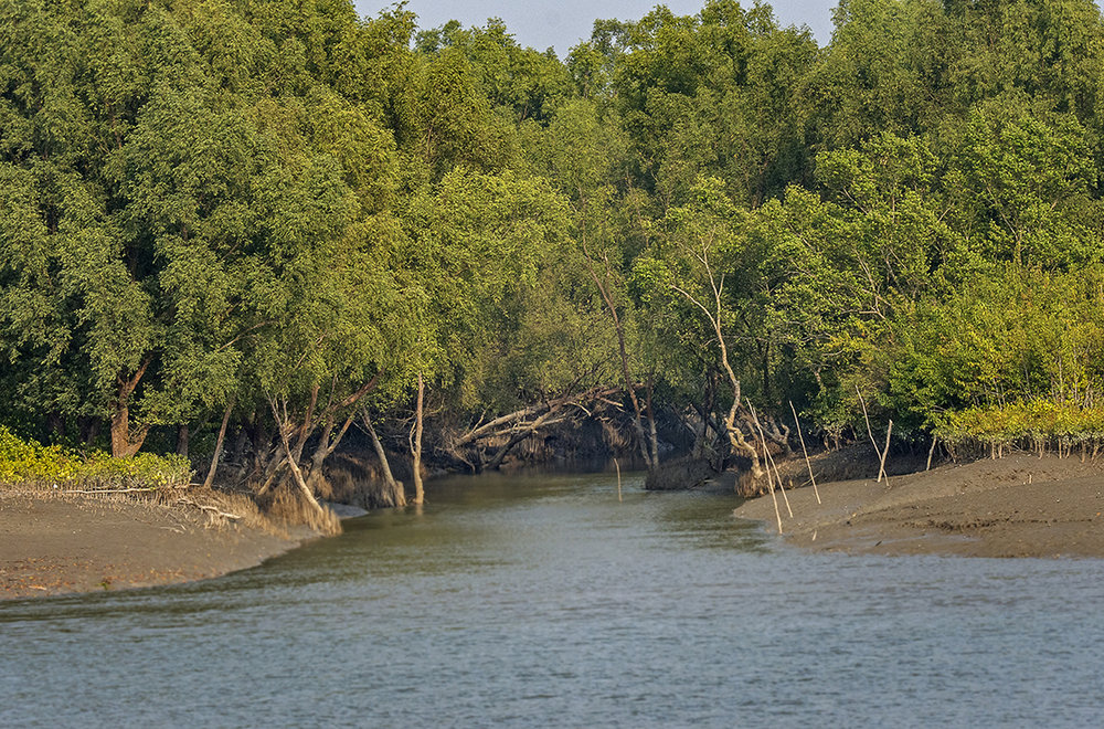 No Activity Involving Human Intervention To Take Place In Sundarban Biosphere Area, Tiger Reserve & Reserve Forest, Calcutta HC Issues Direction For 6 Months