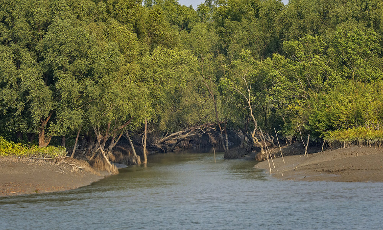 No Activity Involving Human Intervention To Take Place In Sundarban Biosphere Area, Tiger Reserve & Reserve Forest, Calcutta HC Issues Direction For 6 Months No Activity Involving Human Intervention To Take Place In Sundarban Biosphere Area, Tiger Reserve & Reserve Forest, Calcutta HC Issues Direction For 6 Months