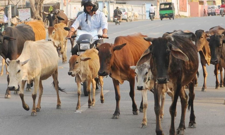 Cattle Cannot Be Allowed To Stray In Cities: Gujarat High Court Rejects Plea Seeking To Earmark Gauchar Land In Vadodara Cattle Cannot Be Allowed To Stray In Cities: Gujarat High Court Rejects Plea Seeking To Earmark Gauchar Land In Vadodara