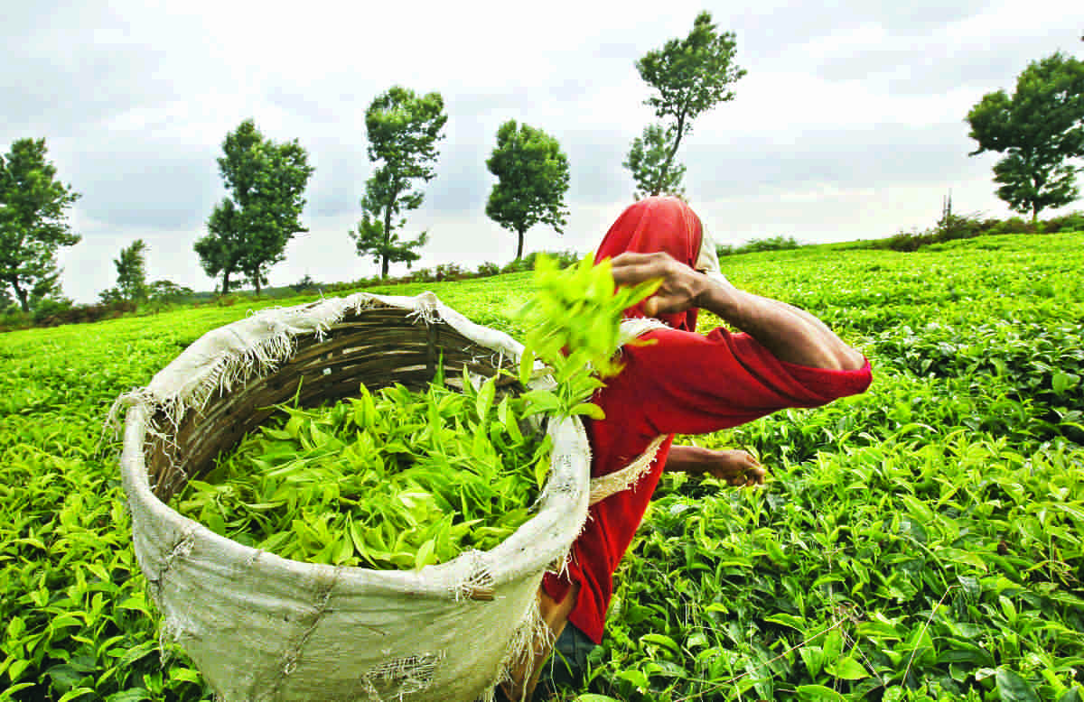 COVID Situation In Assam Tea Gardens: Gauhati High Court Seeks Response Of Assam Govt On Slew Of Issues