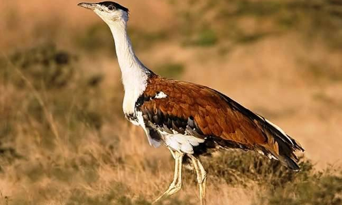 Karnataka Govt Informs High Court About Steps Taken To Protect Great Indian Bustards Karnataka Govt Informs High Court About Steps Taken To Protect Great Indian Bustards