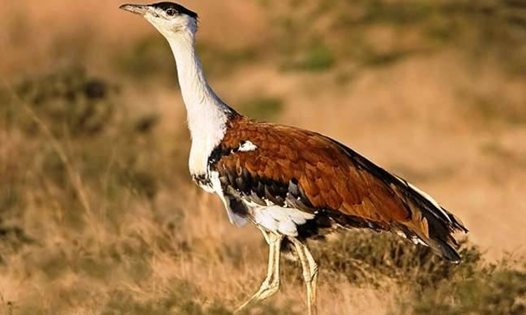 Karnataka Govt Informs High Court About Steps Taken To Protect Great Indian Bustards Karnataka Govt Informs High Court About Steps Taken To Protect Great Indian Bustards