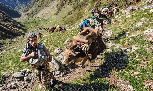Van Gujjars Forced To Survive In Conditions Below Animal Existence: Uttarakhand HC Directs Govt To Provide Them Food, House, Medicines Etc