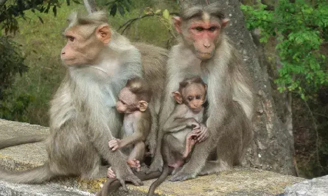 Evolve Scheme To End Monkey Menace In Bengaluru : Karnataka High Court Directs State Evolve Scheme To End Monkey Menace In Bengaluru : Karnataka High Court Directs State