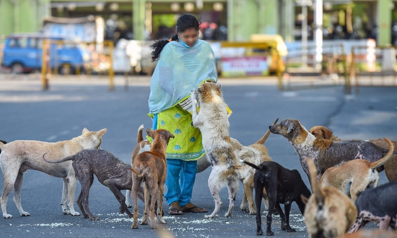 After Bombay High Court Intervenes, Housing Society Agrees To Remove Bouncers Appointed To Prevent Stray Dog Feeders After Bombay High Court Intervenes, Housing Society Agrees To Remove Bouncers Appointed To Prevent Stray Dog Feeders