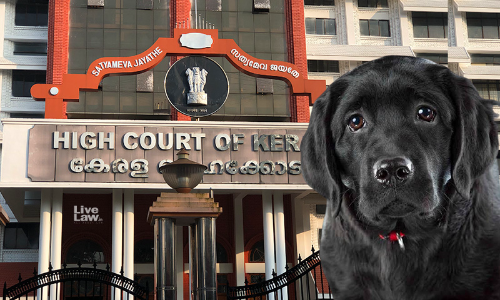 Dogs Only Become Aggressive When They Are Hungry Or Thirsty : Kerala High Court Directs To Designate Feeding Spaces For Community Dogs