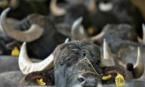 Court Can Exercise Inherent Jurisdiction For Welfare Of Animals: AP High Court Directs Listing Of Habeas Corpus Plea Challenging Illegal Detention Of Bovine Animals