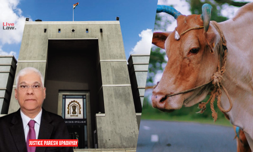Whether You Take Care Of Citizens Like You Care For Cows?: Gujarat High Court Seeks DMs Reply Whether You Take Care Of Citizens Like You Care For Cows?: Gujarat High Court Seeks DMs Reply