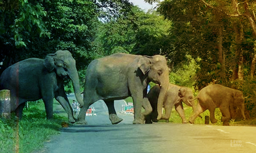 Elephant Deaths Due To Electrocution : Supreme Court Issues Notice On PIL