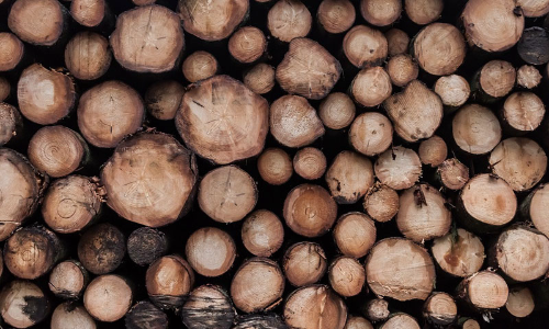 Illegal Felling Of Rosewood Trees: Kerala High Court Denies Bail To Prime Accused Illegal Felling Of Rosewood Trees: Kerala High Court Denies Bail To Prime Accused