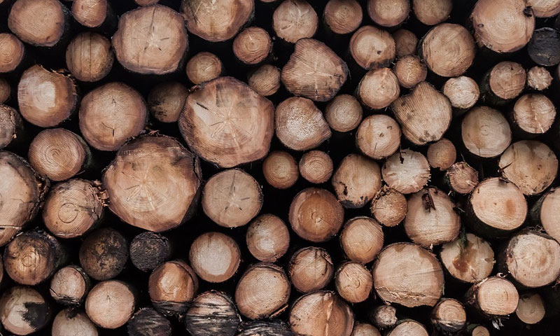 Illegal Felling Of Rosewood Trees: Kerala High Court Denies Bail To Prime Accused Illegal Felling Of Rosewood Trees: Kerala High Court Denies Bail To Prime Accused