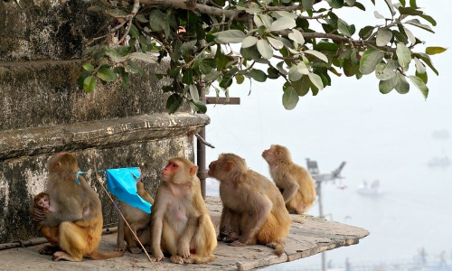 Should Not Remain On Paper Only: Allahabad High Court Directs State Committee To Act With Urgency On UP Monkey Menace Should Not Remain On Paper Only: Allahabad High Court Directs State Committee To Act With Urgency On UP Monkey Menace
