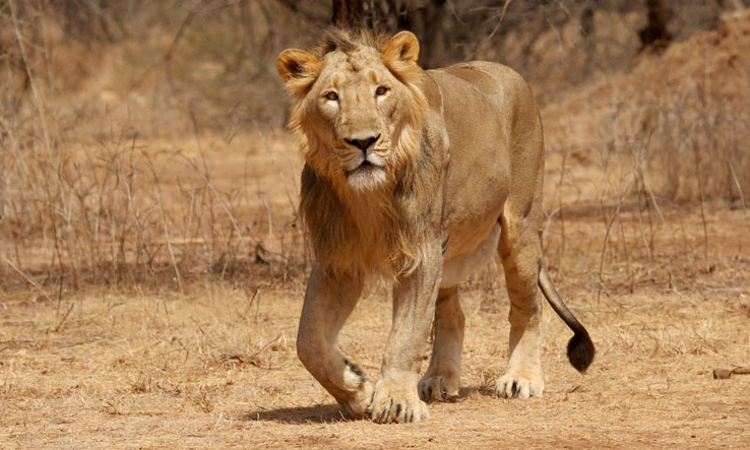 We Worship Lions During Durga Puja: Calcutta High Court In VHPs Plea Which Claimed Naming Lioness Sita Allegedly Hurt Religious Sentiments We Worship Lions During Durga Puja: Calcutta High Court In VHPs Plea Which Claimed Naming Lioness Sita Allegedly Hurt Religious Sentiments