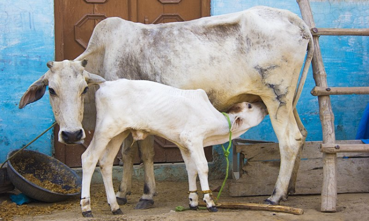 Auction Of Milch Cows With Calves Wont Amount To Abandoning/Cruelty Against Animals: Orissa High Court Auction Of Milch Cows With Calves Wont Amount To Abandoning/Cruelty Against Animals: Orissa High Court