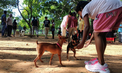 Allowing Dogs Inside Cubbon Park Affects Morning Walkers; People Dont Chain Them! : Karnataka High Court Expresses Concerns