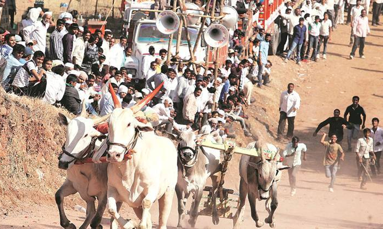 Supreme Court Starts Hearing Maharashtras Plea To Allow Bullock Cart Racing Supreme Court Starts Hearing Maharashtras Plea To Allow Bullock Cart Racing