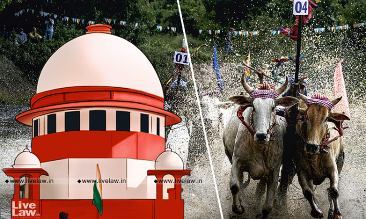Supreme Court Allows Maharashtra To Conduct Bullock Cart Races; Says State Amendments Will Operate During Pendency Of Matter Before CB Supreme Court Allows Maharashtra To Conduct Bullock Cart Races; Says State Amendments Will Operate During Pendency Of Matter Before CB