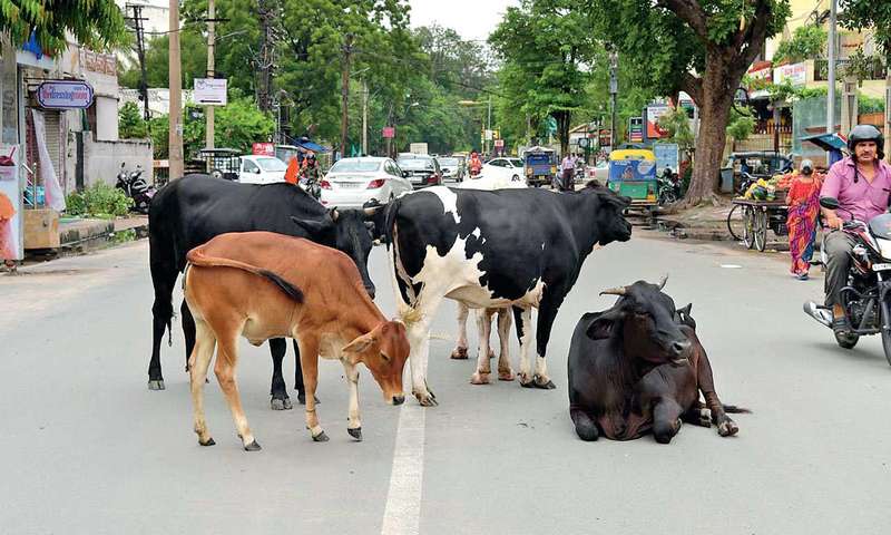 Driver Must Slow Down When Pedestrians & Cattle Are On Road; Failure Amounts To Negligence: Himachal Pradesh High Court