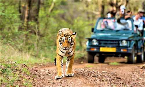 Rajasthan High Court, Stays Constructions, Within 1 Km, Kumbhalgarh Forest Reserve, Public Interest Litigation (PIL) plea, Department of Forest, Government of Rajasthan, Department of Tourism, Justice Sandeep Mehta and Justice Vinod Kumar Bharwani, Rajasthan High Court, Stays Constructions, Within 1 Km, Kumbhalgarh Forest Reserve, Public Interest Litigation (PIL) plea, Department of Forest, Government of Rajasthan, Department of Tourism, Justice Sandeep Mehta and Justice Vinod Kumar Bharwani,