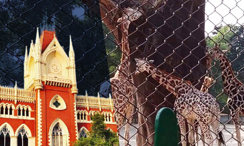 Calcutta High Court Allows Rally Protesting Against Alleged Illegal Commercial Use Of Zoo Land By State Govt Calcutta High Court Allows Rally Protesting Against Alleged Illegal Commercial Use Of Zoo Land By State Govt