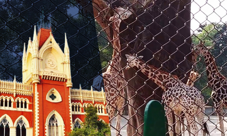 Calcutta High Court Allows Rally Protesting Against Alleged Illegal Commercial Use Of Zoo Land By State Govt Calcutta High Court Allows Rally Protesting Against Alleged Illegal Commercial Use Of Zoo Land By State Govt
