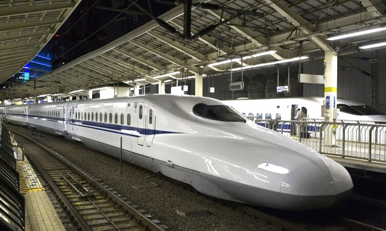 Bombay High Court Allows Felling Of Over 20,000 Mangrove Trees For Bullet Train Project, Imposes Conditions Bombay High Court Allows Felling Of Over 20,000 Mangrove Trees For Bullet Train Project, Imposes Conditions