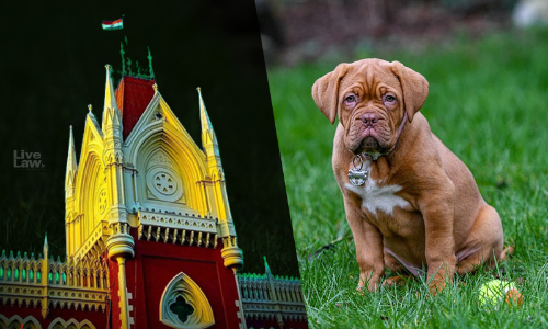 Unconditionally Undertakes To Take Good Care: Calcutta High Court Directs NGO To Return French Mastiff Dog Bruno To Its Rightful Owners
