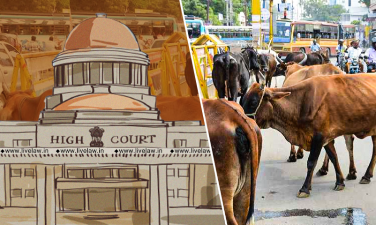 Arrangement/Safety For Stray Cattle In Rural Areas: Allahabad HC Appoints Amicus Curiae, Seeks UP Govts Reply Arrangement/Safety For Stray Cattle In Rural Areas: Allahabad HC Appoints Amicus Curiae, Seeks UP Govts Reply
