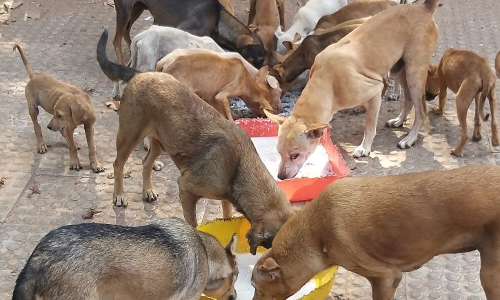 Supreme Court Stays Delhi High Court Order Laying Down Guidelines To Feed Street Dogs
