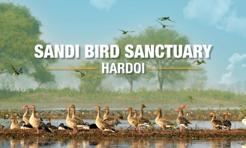 Allahabad High Court Seeks UP Govts Reply On PIL Filed Over Poor Upkeep Of Sandi Bird Sanctuary