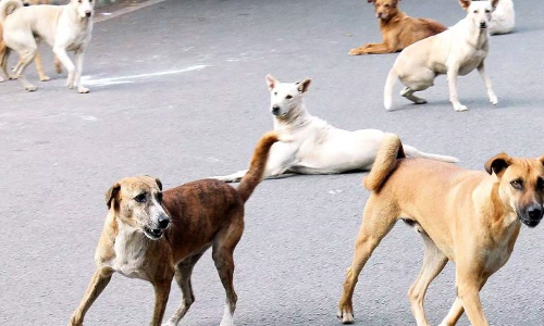 Gujarat High Court Suggests Area-Wise Sterilisation, Vaccination & Geo-Tagging Of Stray Dogs Gujarat High Court Suggests Area-Wise Sterilisation, Vaccination & Geo-Tagging Of Stray Dogs