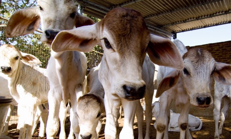 CPI-ML Moves Calcutta HC Against Bengal Govts Enforcement Of 1950 Animal Slaughter Law, Calls It Attempt To Curb Ritualistic Sacrifice CPI-ML Moves Calcutta HC Against Bengal Govts Enforcement Of 1950 Animal Slaughter Law, Calls It Attempt To Curb Ritualistic Sacrifice
