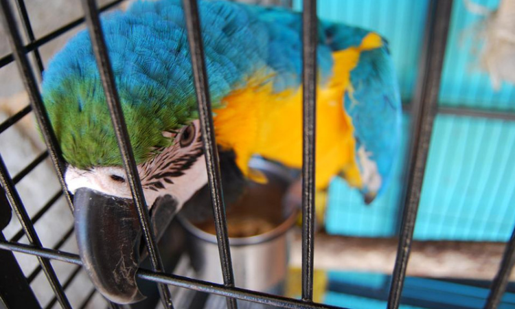 Pet Shops Domesticating Animals In Unhygienic Conditions Leading To Unnecessary Suffering: PIL Filed In Delhi High Court, Notice Issued Pet Shops Domesticating Animals In Unhygienic Conditions Leading To Unnecessary Suffering: PIL Filed In Delhi High Court, Notice Issued